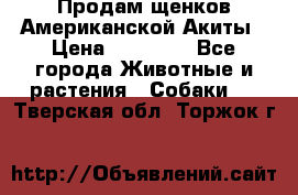 Продам щенков Американской Акиты › Цена ­ 25 000 - Все города Животные и растения » Собаки   . Тверская обл.,Торжок г.